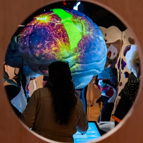 Visitors use a touchscreen to explore projected regions of the brain sculpture in MOTAL's mobile exhibition